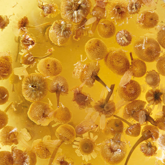 Chamomile: Herbal Tea of the Month
