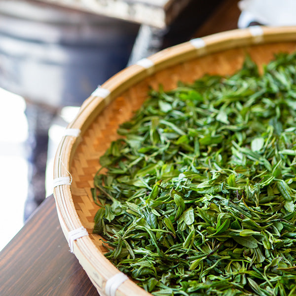 Green Tea Rtsr How Green Tea Supports your Immune System | Newby Teas UK – Newby Teas Main