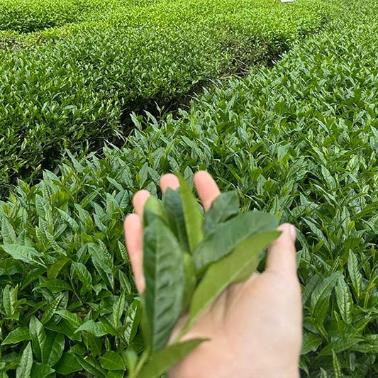 Prime Season Tea: A Journey from Spring Harvest to Your Cup