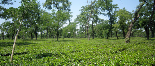 Learn About Tea: The Cultivation of Tea