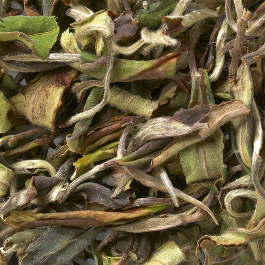 White Peony Tea – A Superior Loose Leaf Tea Experience