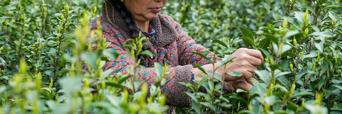 Chinese Green Teas