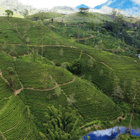 Ceylon - 25 Tea Bags