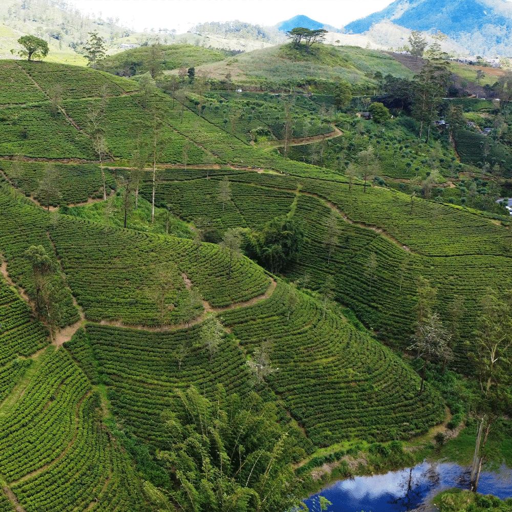 Ceylon - 25 Tea Bags