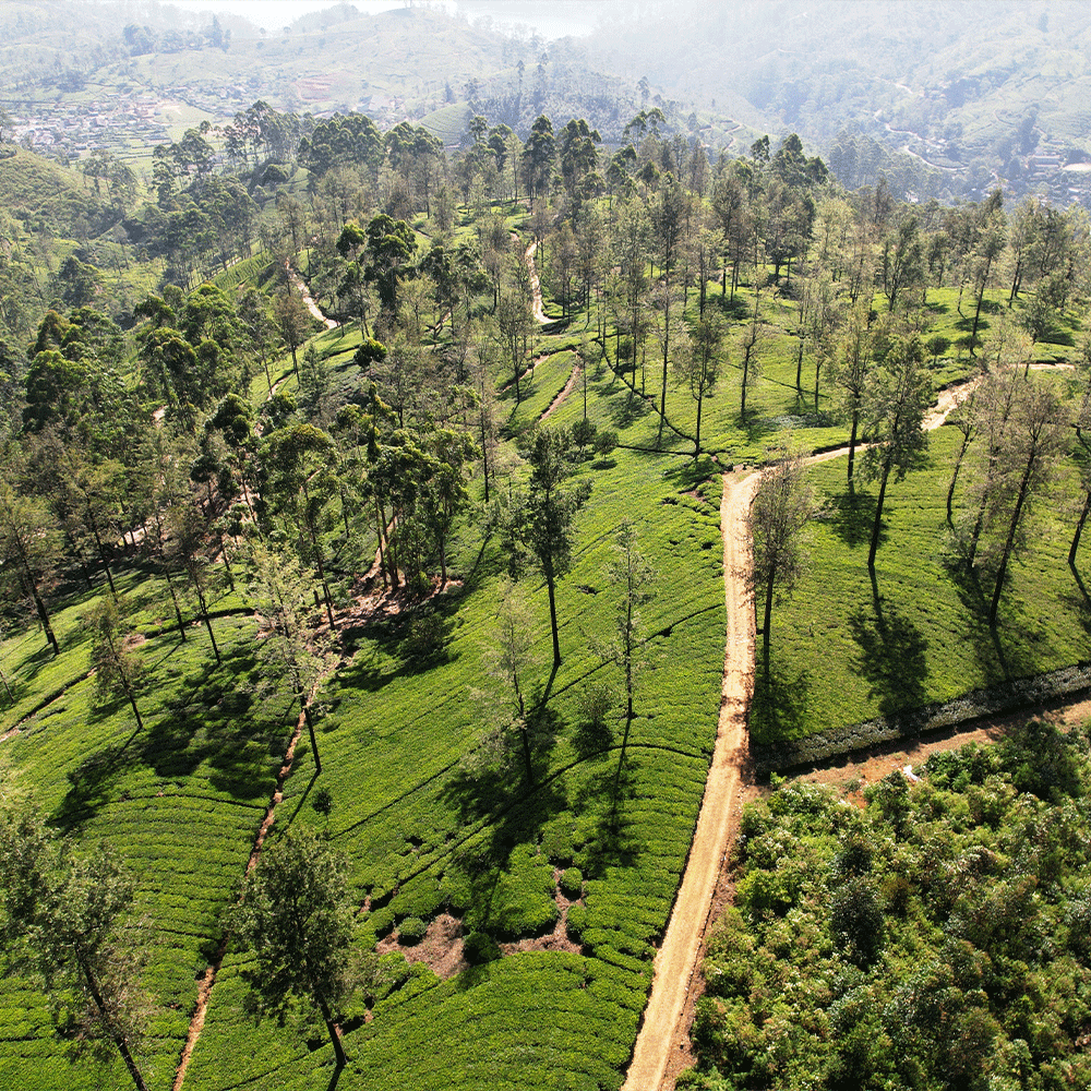 Ceylon - 25 Tea Bags