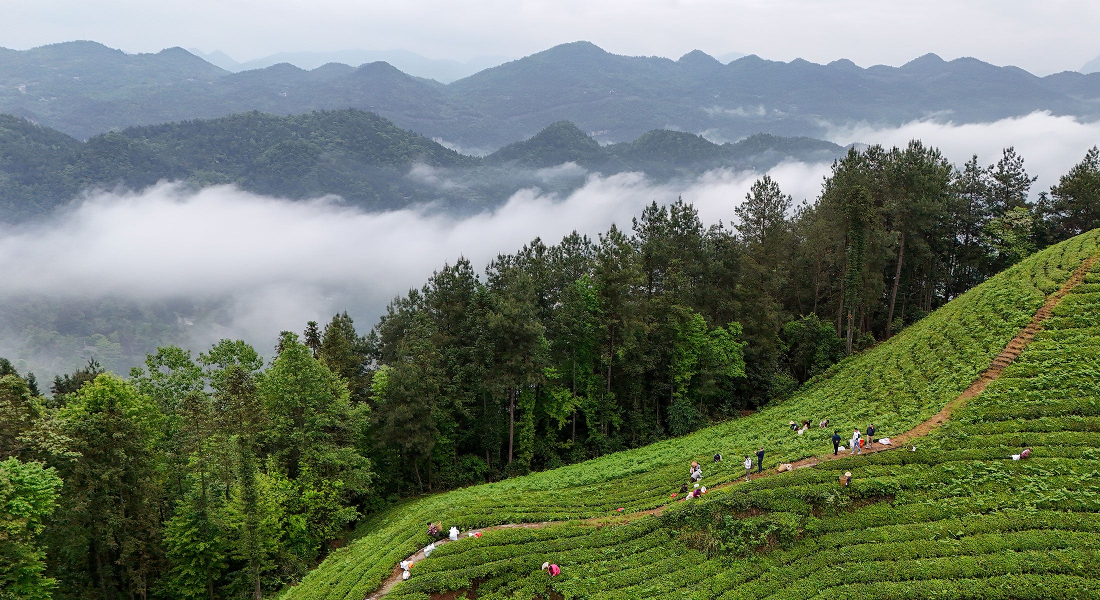 Buy Luxury Teas, Tea Gifts and Teaware | Newby Teas