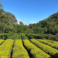 Jasmine Blossom - 25 Tea Bags