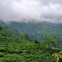 Darjeeling - 50 Tea Bags