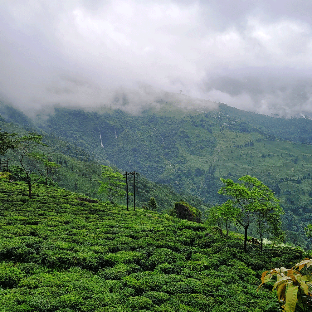 Darjeeling - 50 Tea Bags