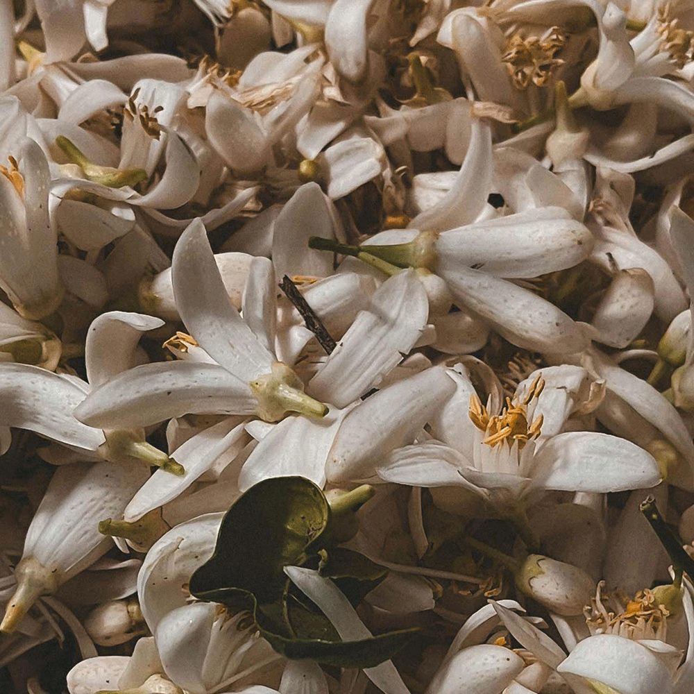 Jasmine Pearls Loose Leaf Pouch 250g
