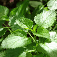 Peppermint Silken Pyramids